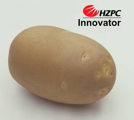 Potato Innovator: characteristics, planting and care