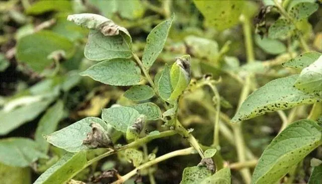 Potato Innovator: characteristics, planting and care