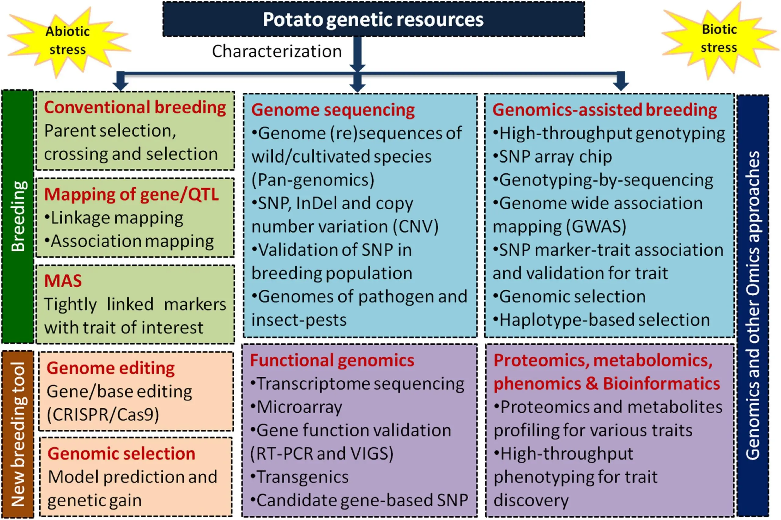 Potato Innovator: characteristics, planting and care