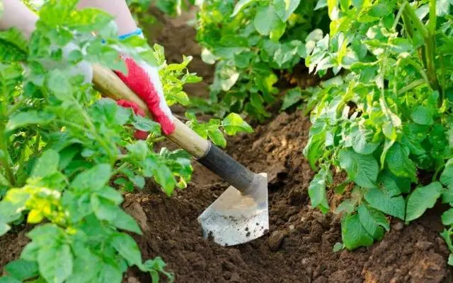 Potato Irbitsky: characteristics, planting and care