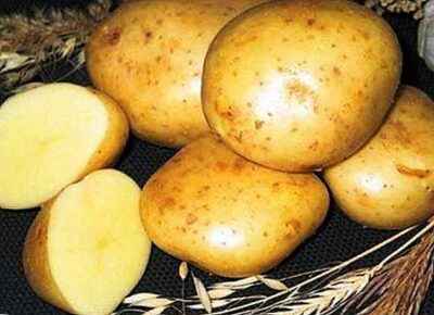 Potato Irbitsky: characteristics, planting and care