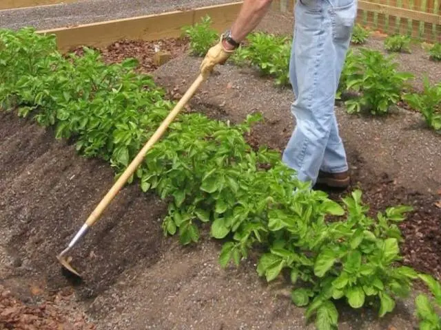 Potato Ivan da Marya