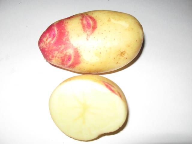 Potato Ivan da Marya