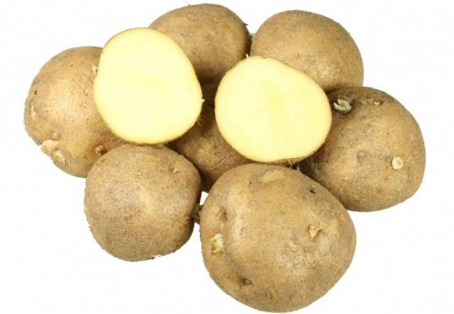 Potato Kolobok