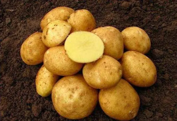 Potato Kolobok