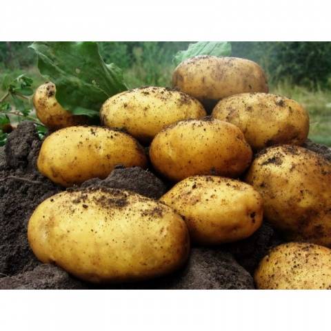 Potato Lady Claire: characteristics of the variety, reviews