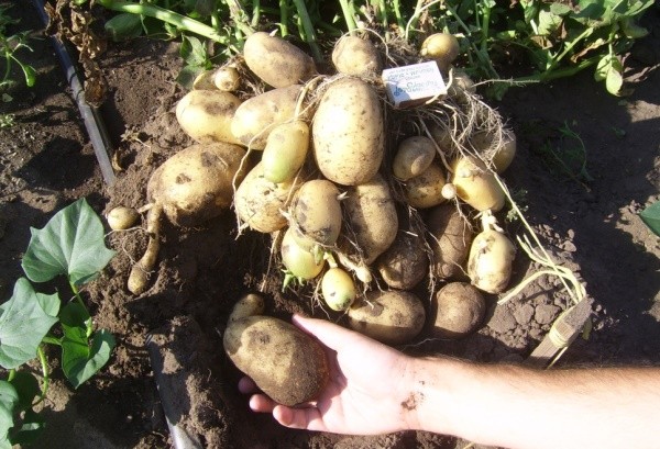 Potato late blight: signs, causes, prevention