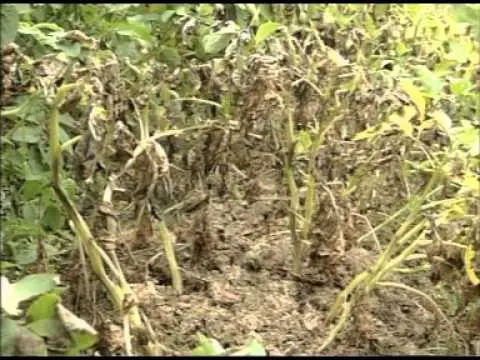 Potato late blight: signs, causes, prevention