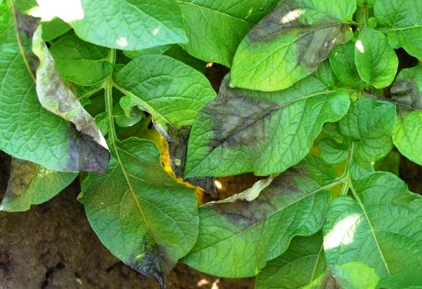 Potato late blight: signs, causes, prevention