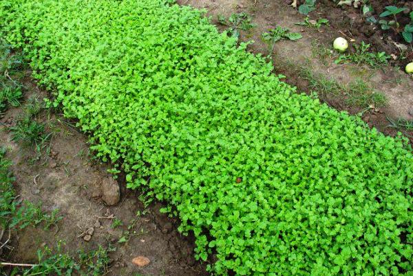 Potato late blight: signs, causes, prevention