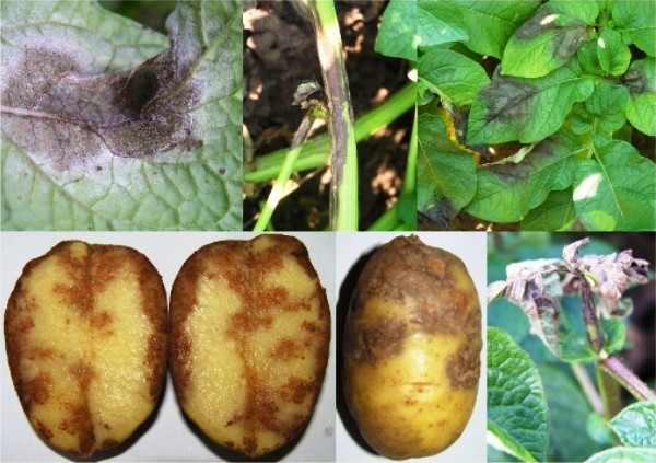 Potato late blight: signs, causes, prevention