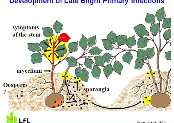 Potato late blight: signs, causes, prevention