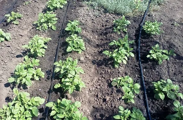 Potato late blight: signs, causes, prevention