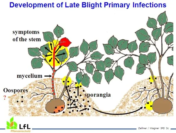 Potato late blight: signs, causes, prevention