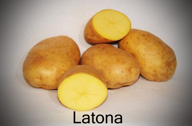 Potato Latona