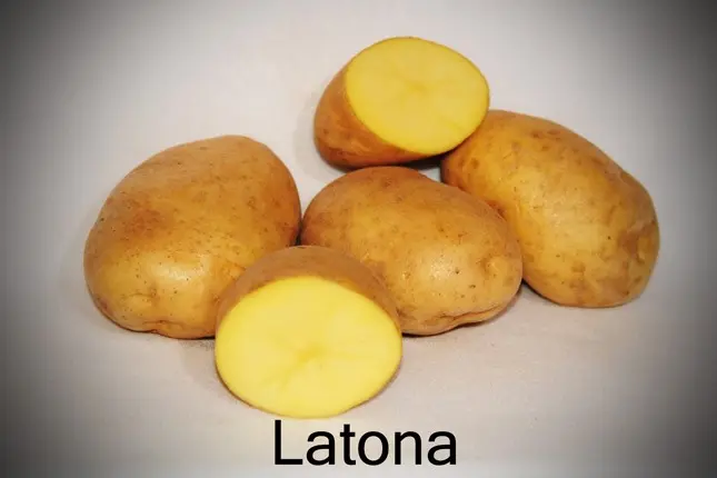 Potato Latona