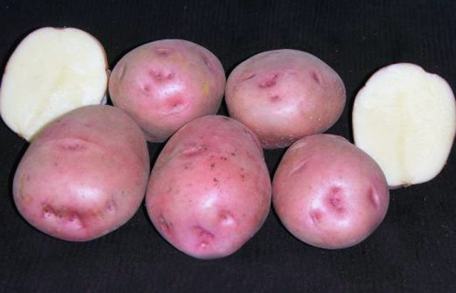 Potato Lilac fog: variety description, photo