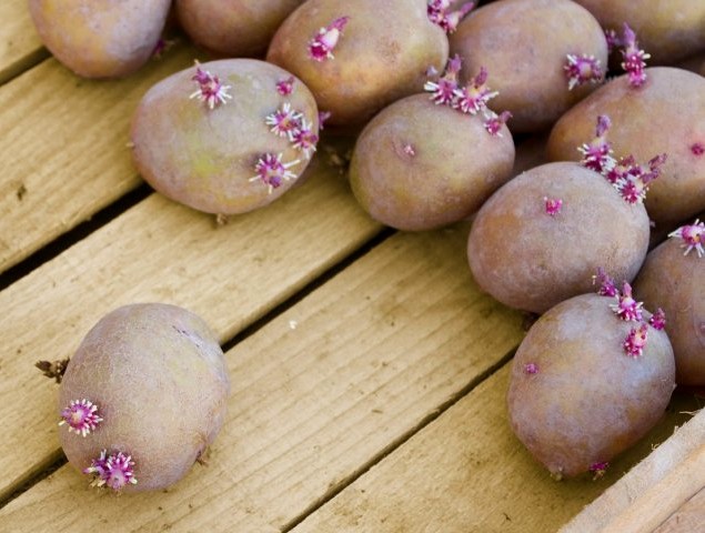 Potato Lilac fog: variety description, photo