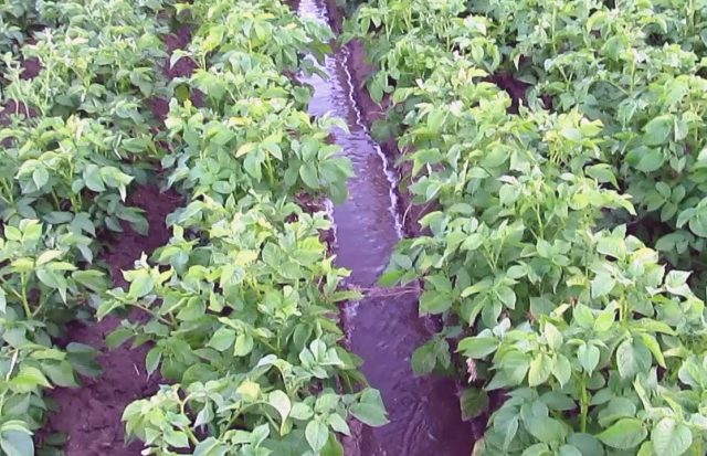 Potato Lilac fog: variety description, photo