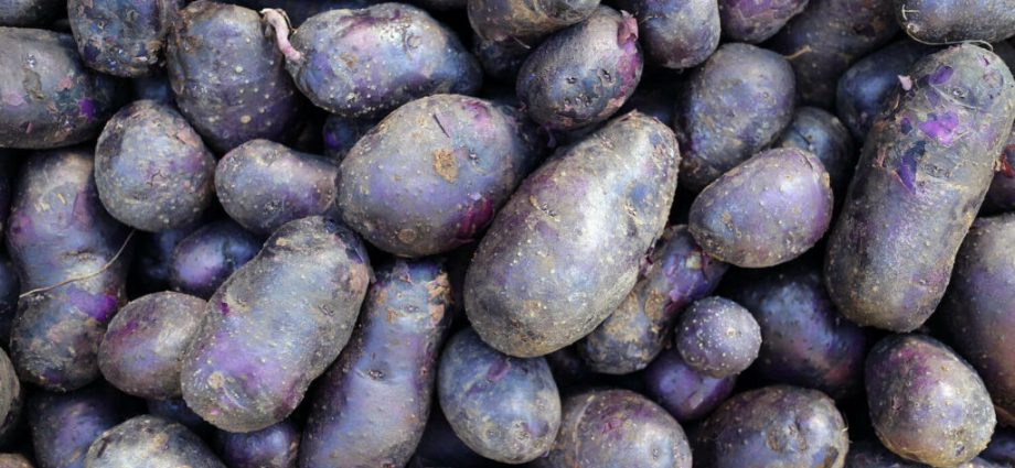 Potato Lilac fog: variety description, photo