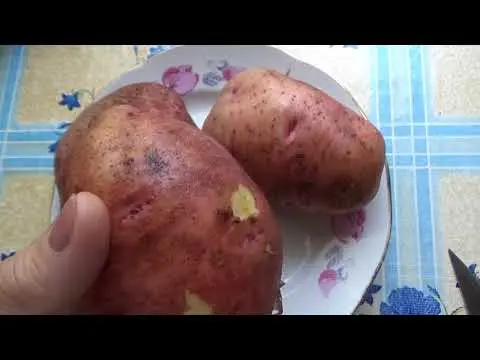 Potato Mozart