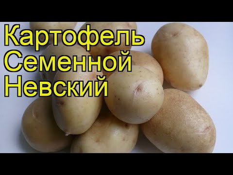 Potato Nevsky