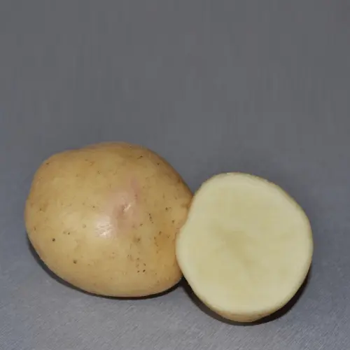 Potato Nevsky