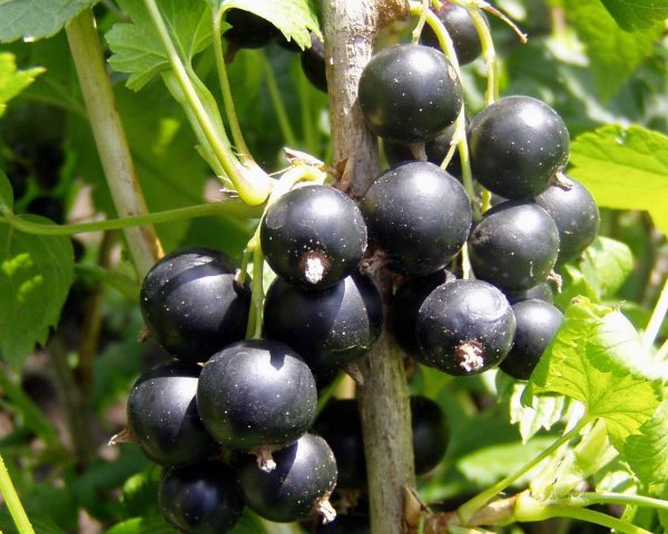 Potato peels as fertilizer: for which plants to use