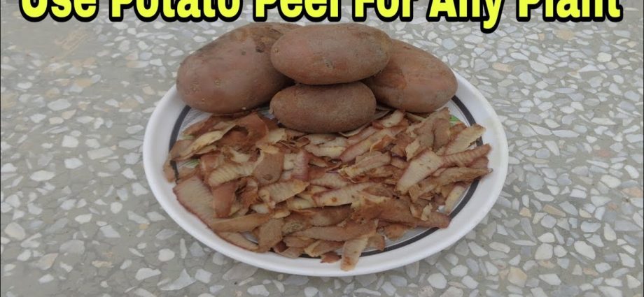 Potato peels as fertilizer: for which plants to use