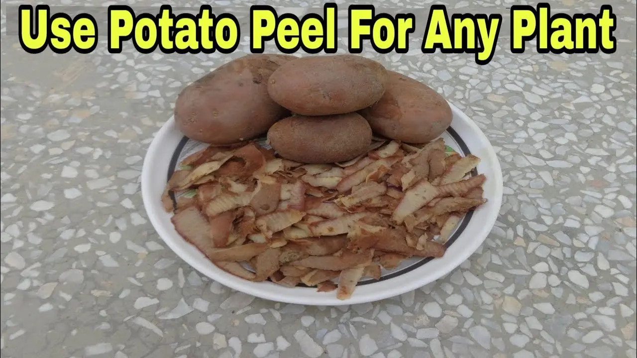 Potato peels as fertilizer: for which plants to use