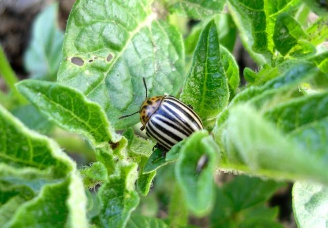 Potato pests and control 