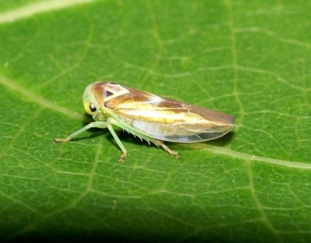 Potato pests and control 