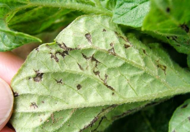 Potato pests and control 