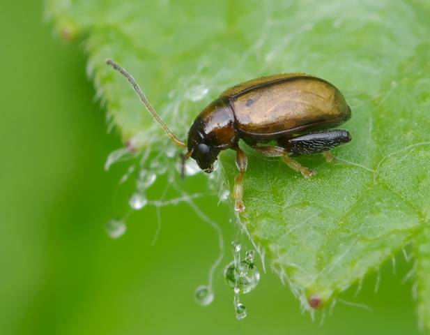 Potato pests and control 