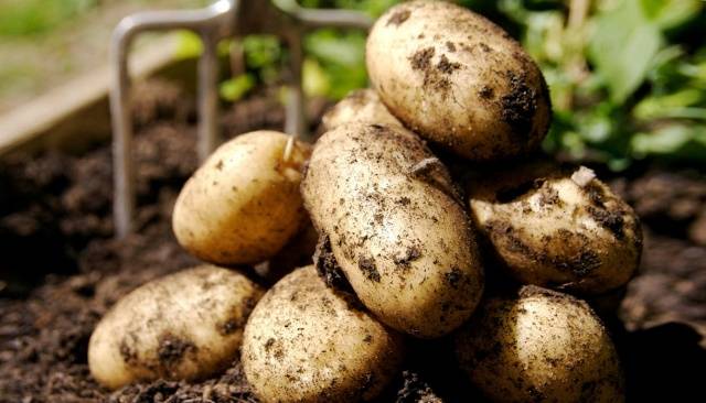 Potato pests and control 