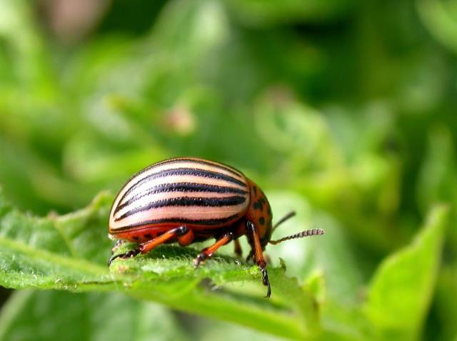 Potato pests and control 