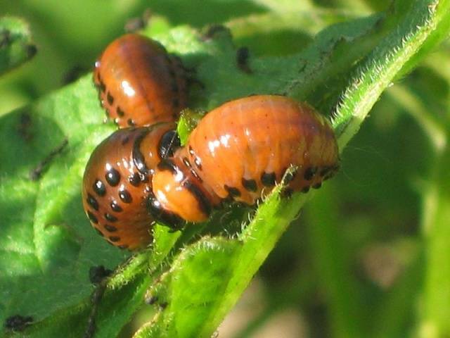 Potato pests and control 