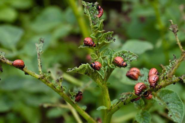 Potato pests and control 