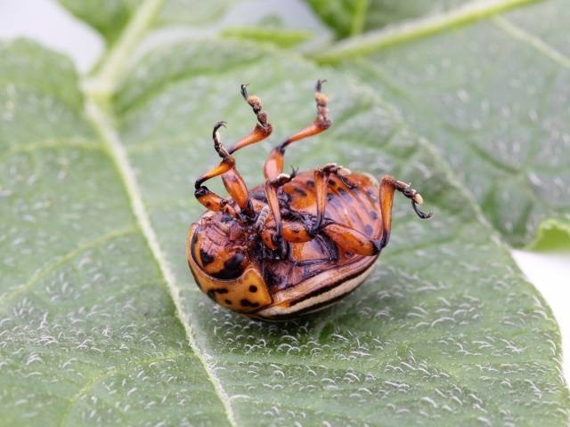 Potato pests and control 