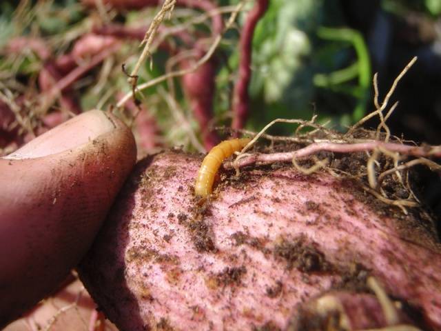 Potato pests and control 