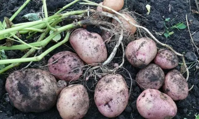 Potato Picasso