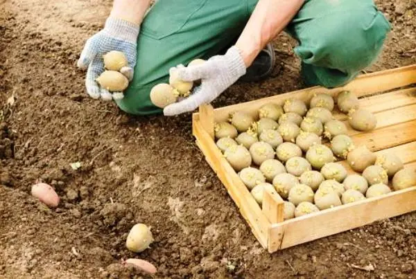 Potato planting dates: how to determine so as not to miss