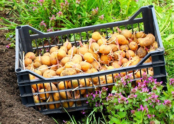 Potato planting dates: how to determine so as not to miss