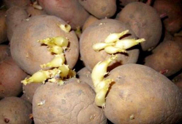 Potato planting dates: how to determine so as not to miss