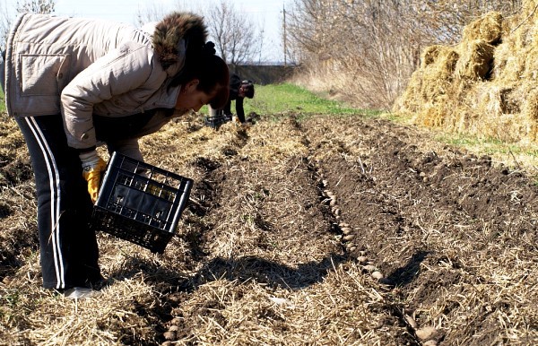 Potato planting dates: how to determine so as not to miss