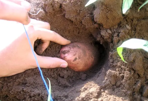 Potato planting dates: how to determine so as not to miss