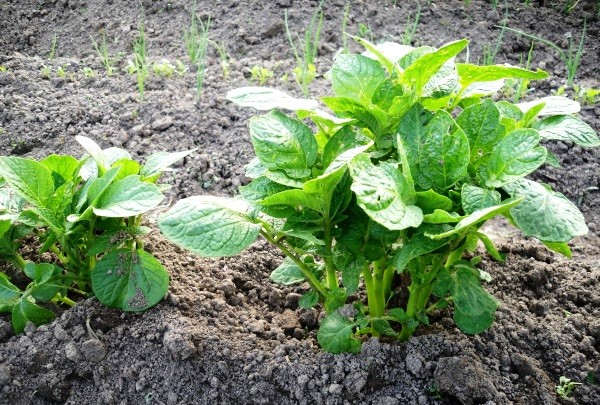 Potato planting dates: how to determine so as not to miss