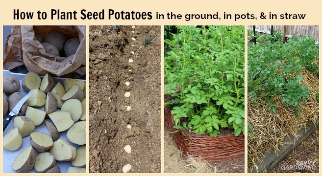 Potato planting dates: how to determine so as not to miss