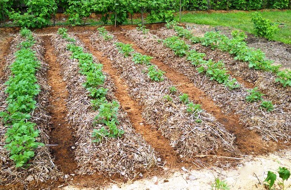 Potato Planting Depth: Soil Preparation and Planting