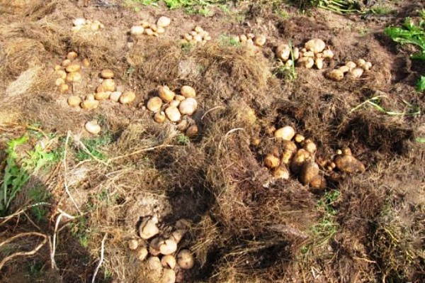 Potato Planting Depth: Soil Preparation and Planting